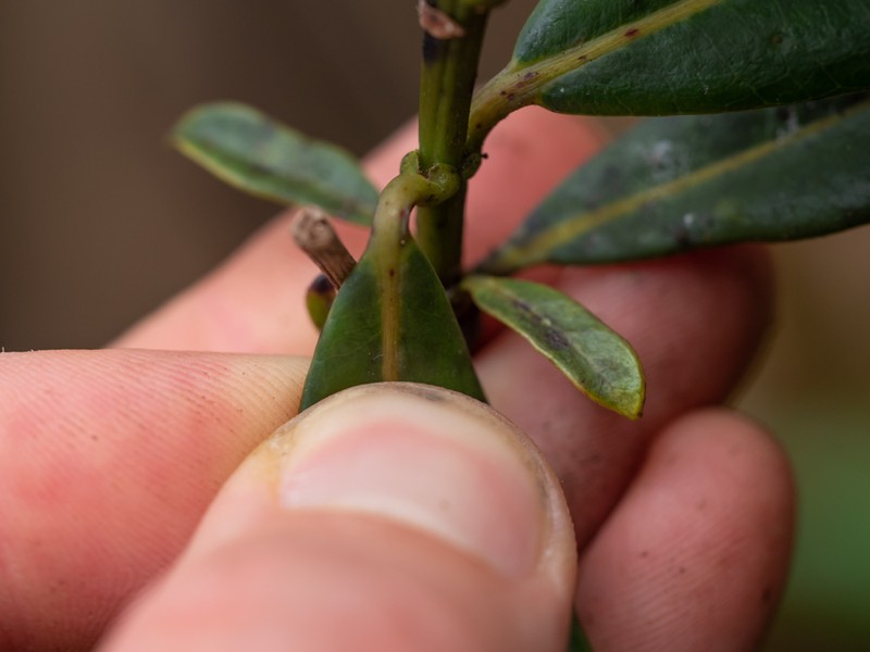 Seychellea sechellarum photo 3