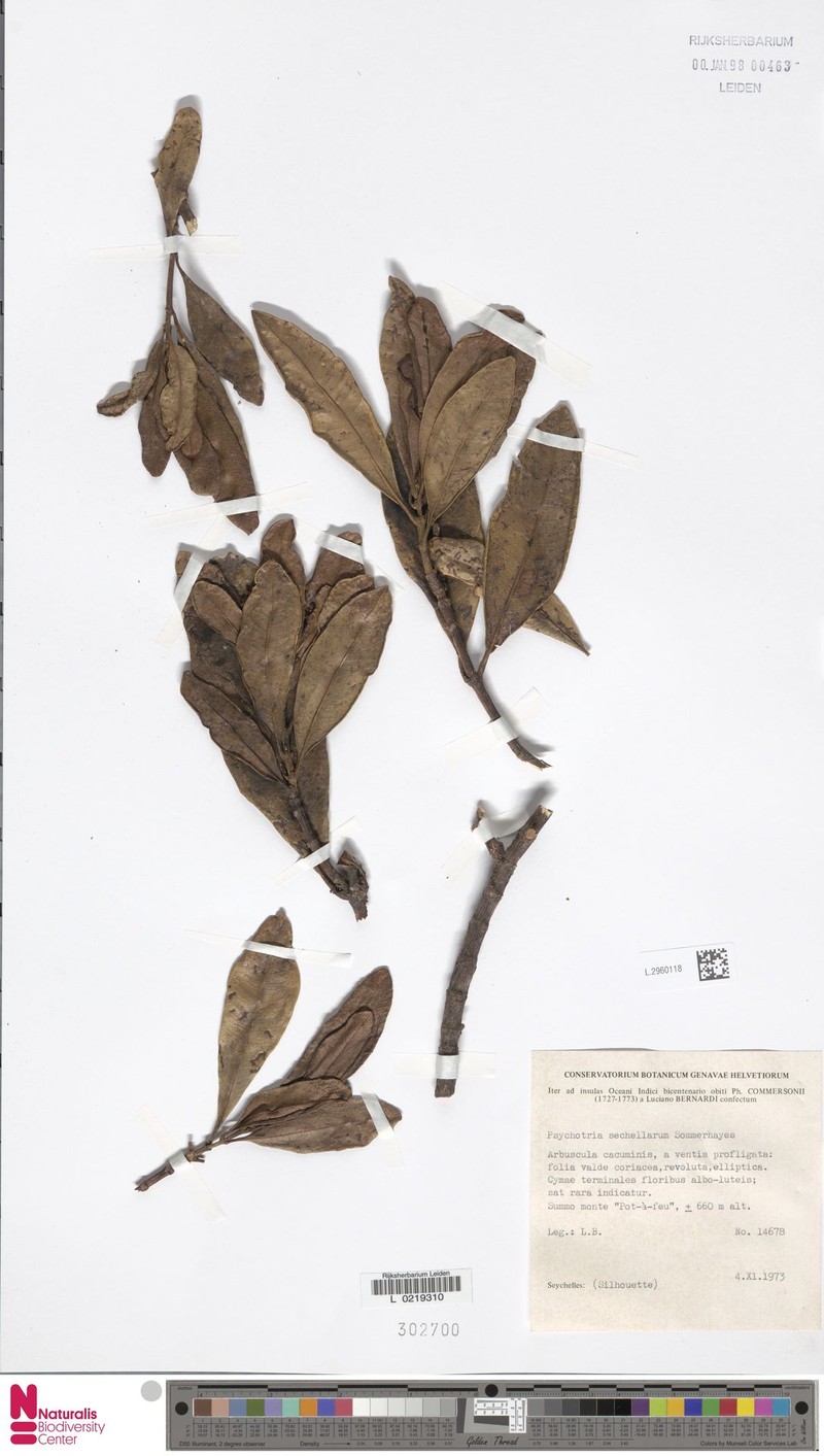 Seychellea sechellarum photo 4