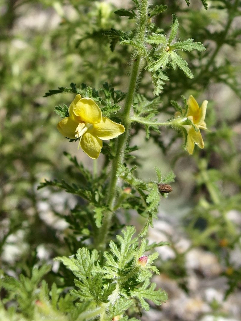 Eagle Pass Blacksenna