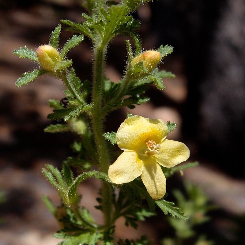 Eagle Pass Blacksenna photo 2