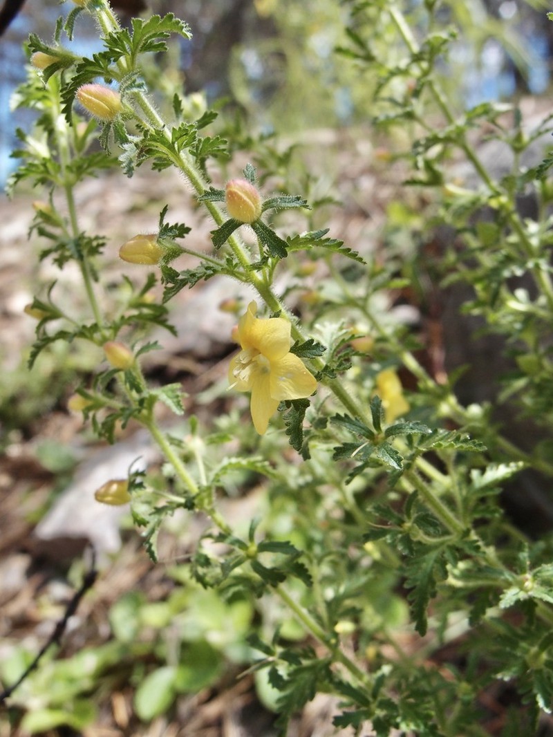 Eagle Pass Blacksenna photo 4