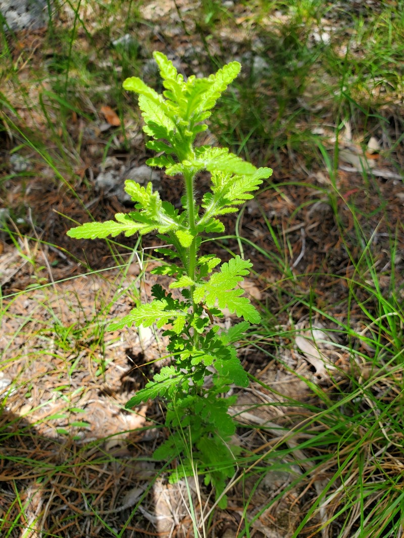 Eagle Pass Blacksenna photo 6