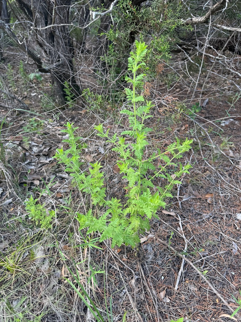 Eagle Pass Blacksenna photo 8