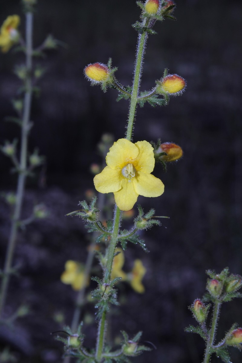 Texas Blacksenna photo 3