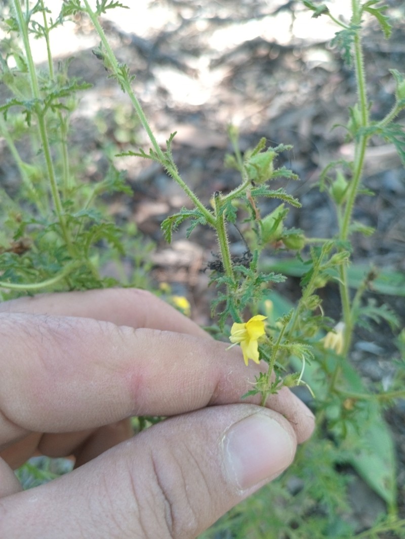 Texas Blacksenna photo 5