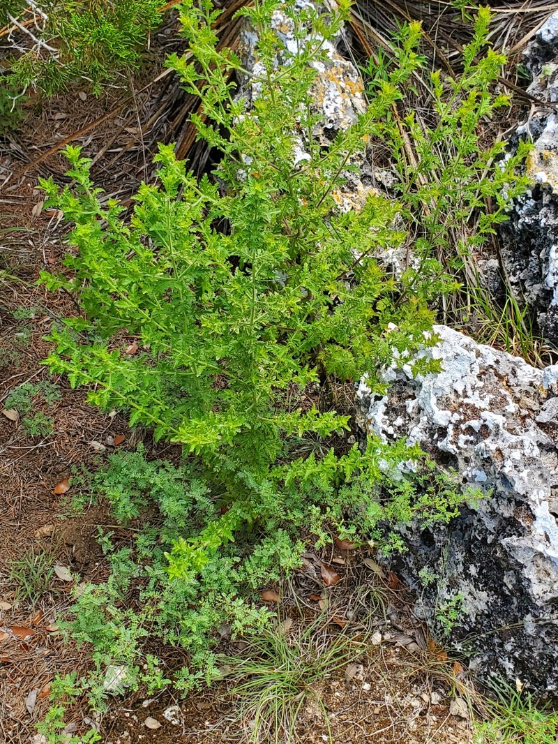 Texas Blacksenna photo 7