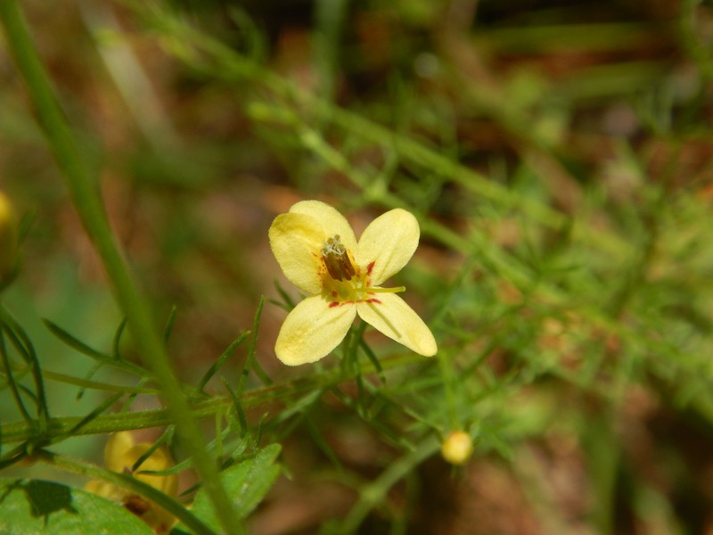 Yaupon Blacksenna