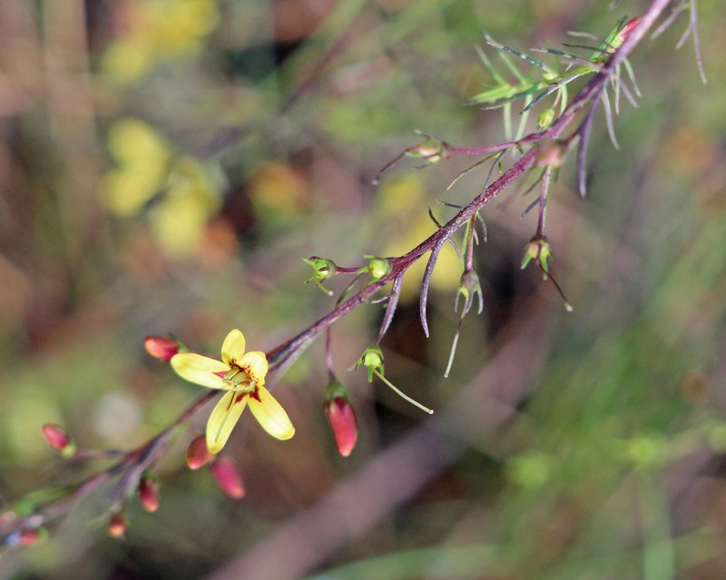 Yaupon Blacksenna photo 2