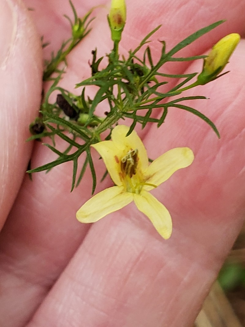 Yaupon Blacksenna photo 3
