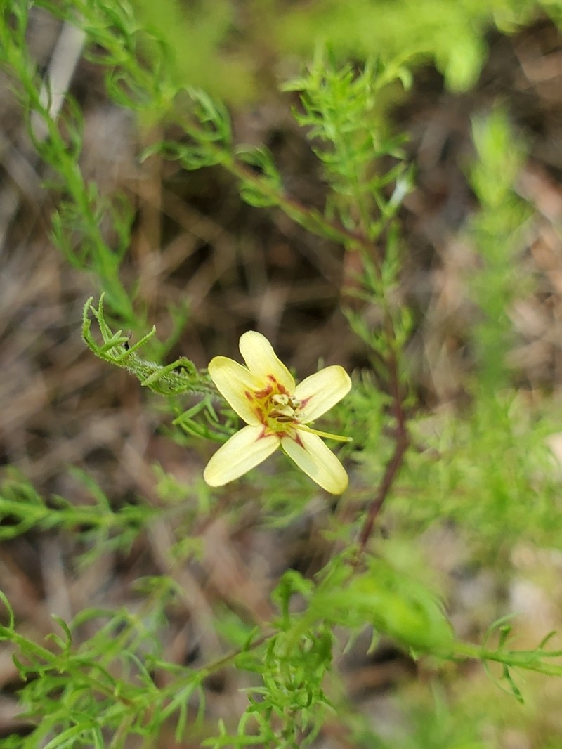 Yaupon Blacksenna photo 4