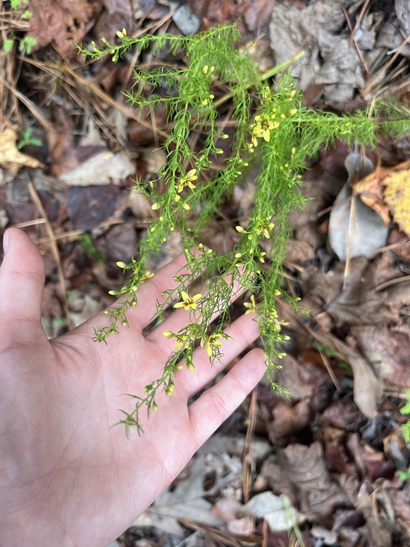 Yaupon Blacksenna photo 5