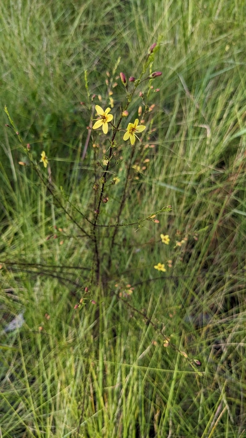 Yaupon Blacksenna photo 6
