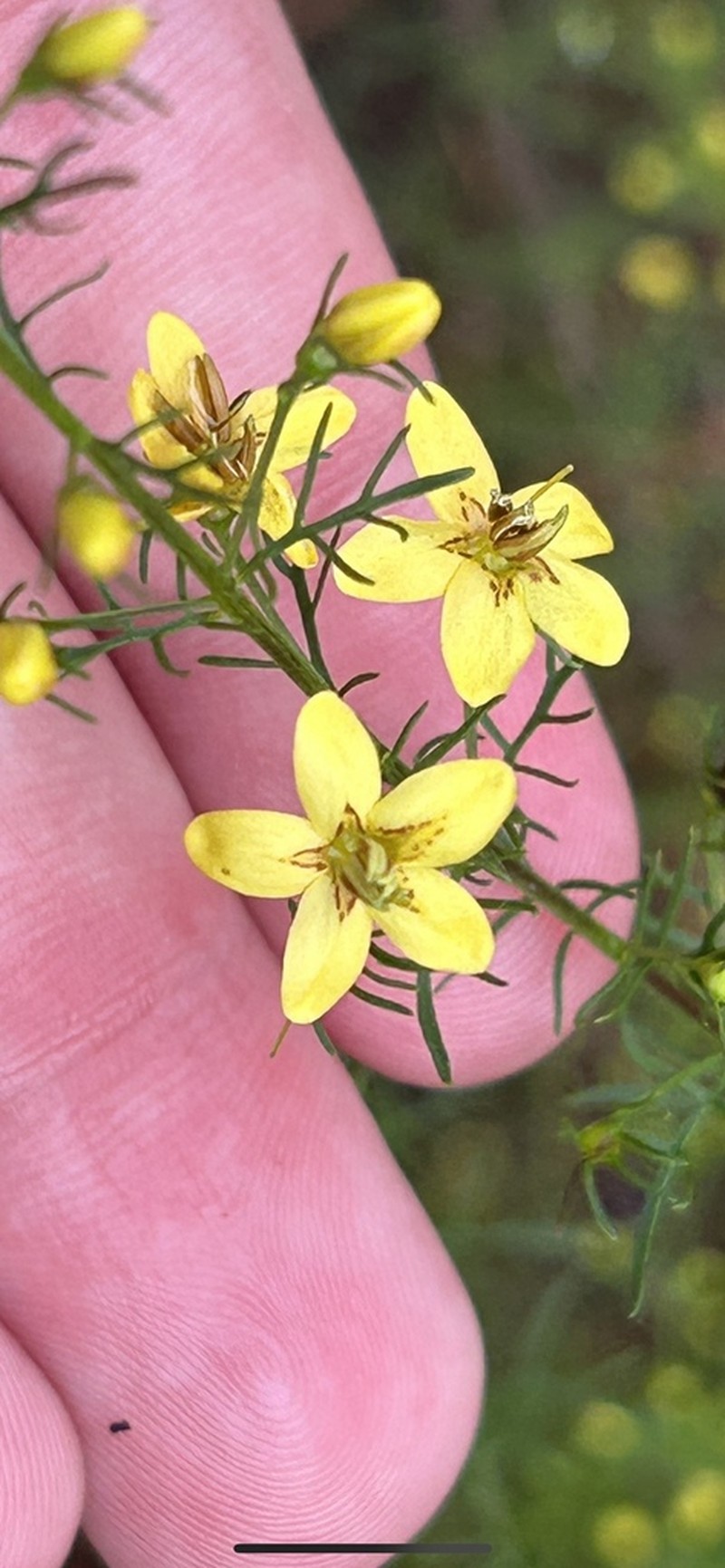 Yaupon Blacksenna photo 7
