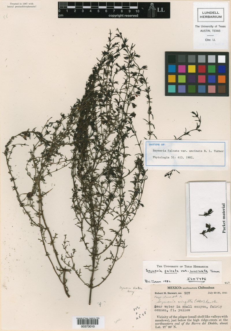 Curved-Fruit Blacksenna
