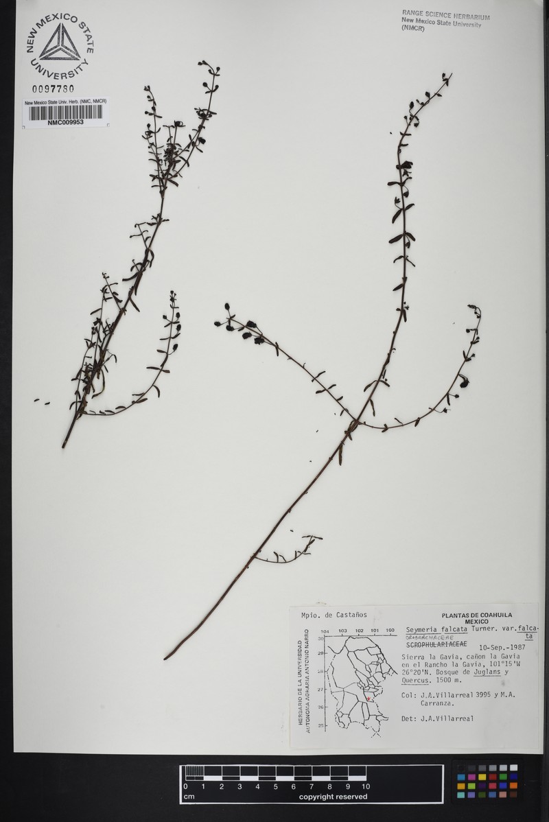 Seymeria falcata var. falcata