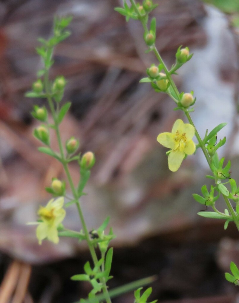Piedmont Blacksenna photo 5