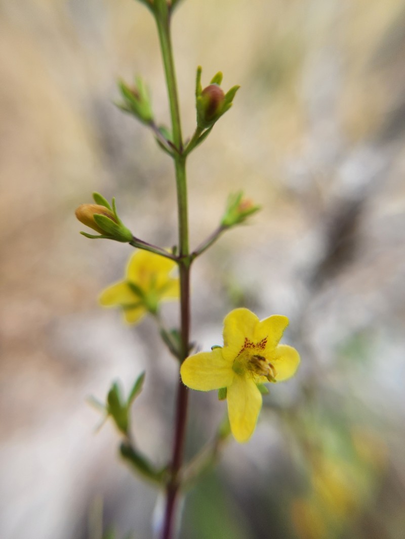 Piedmont Blacksenna photo 5