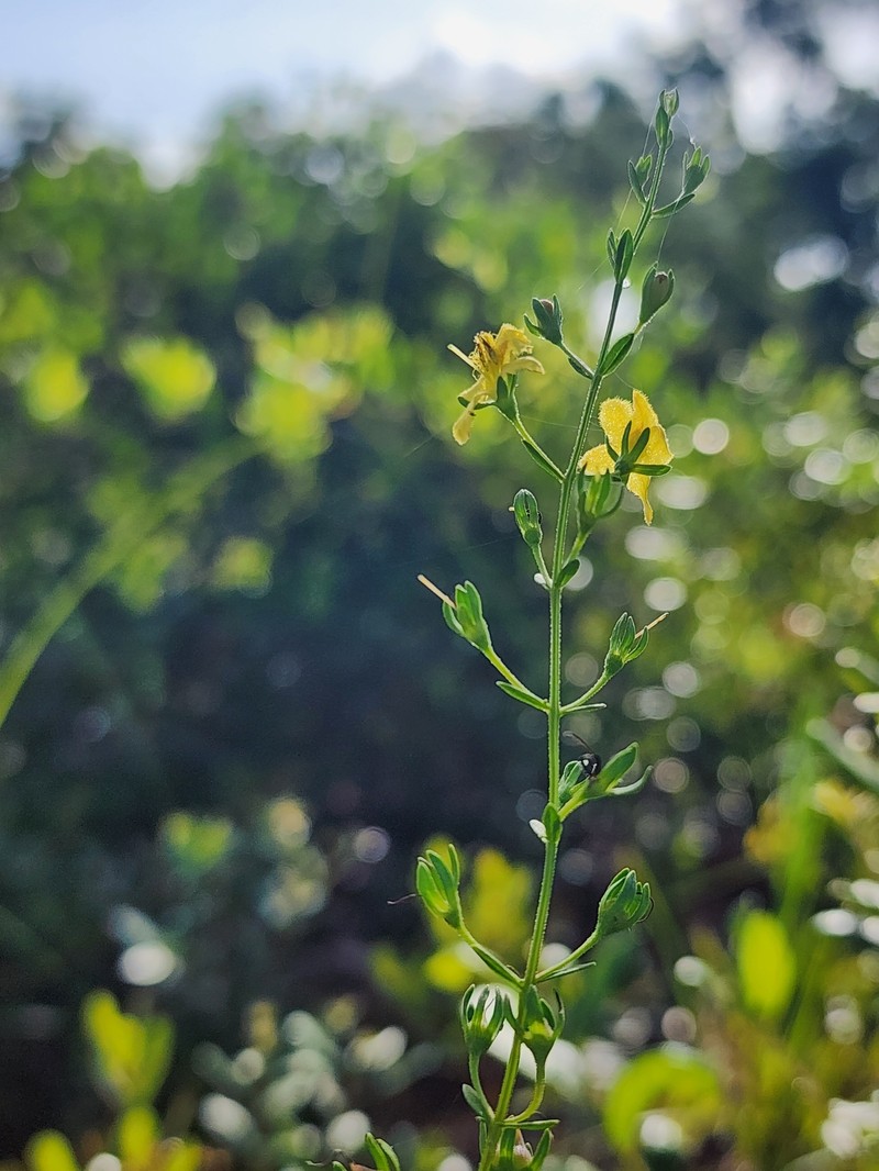 Piedmont Blacksenna