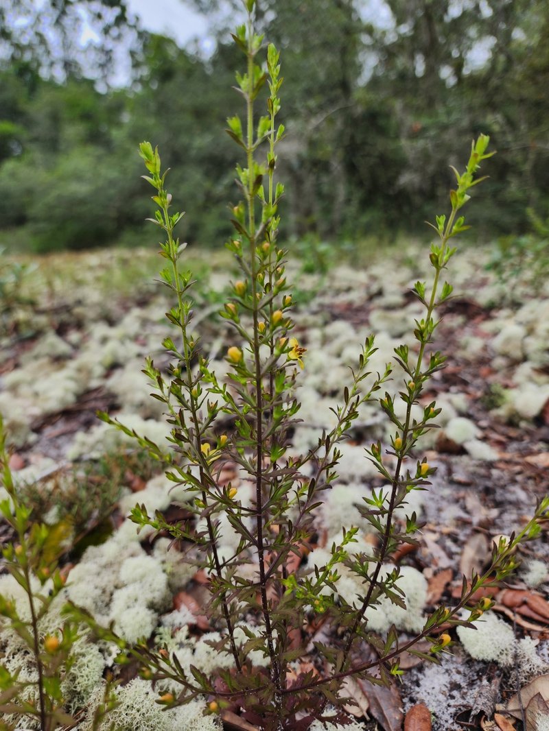 Piedmont Blacksenna photo 6