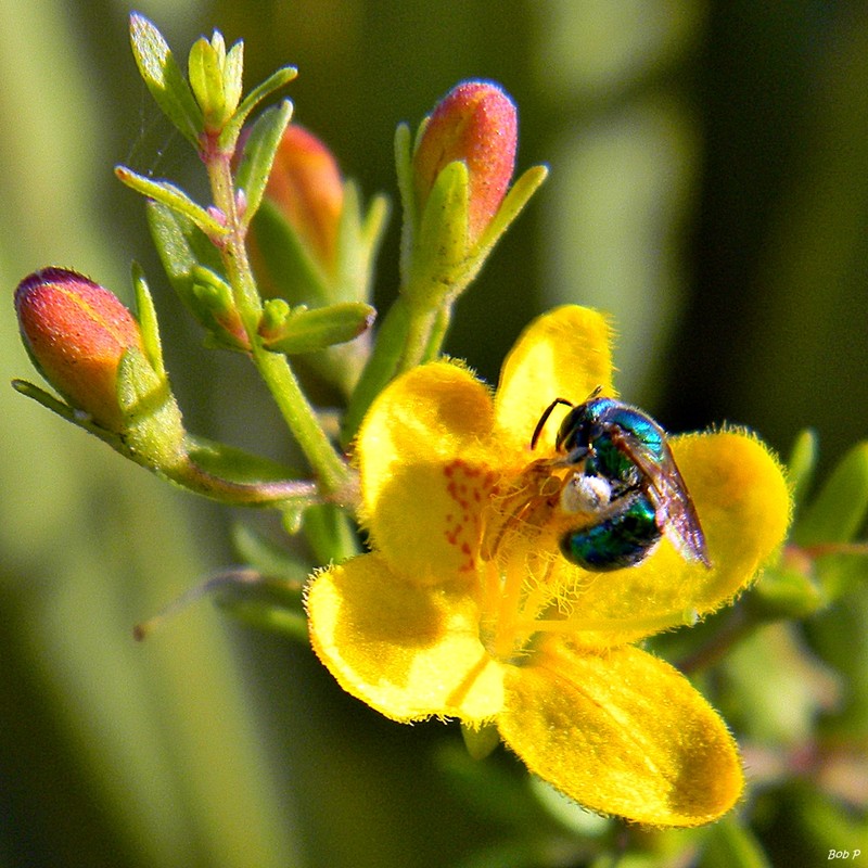 Piedmont Blacksenna photo 2