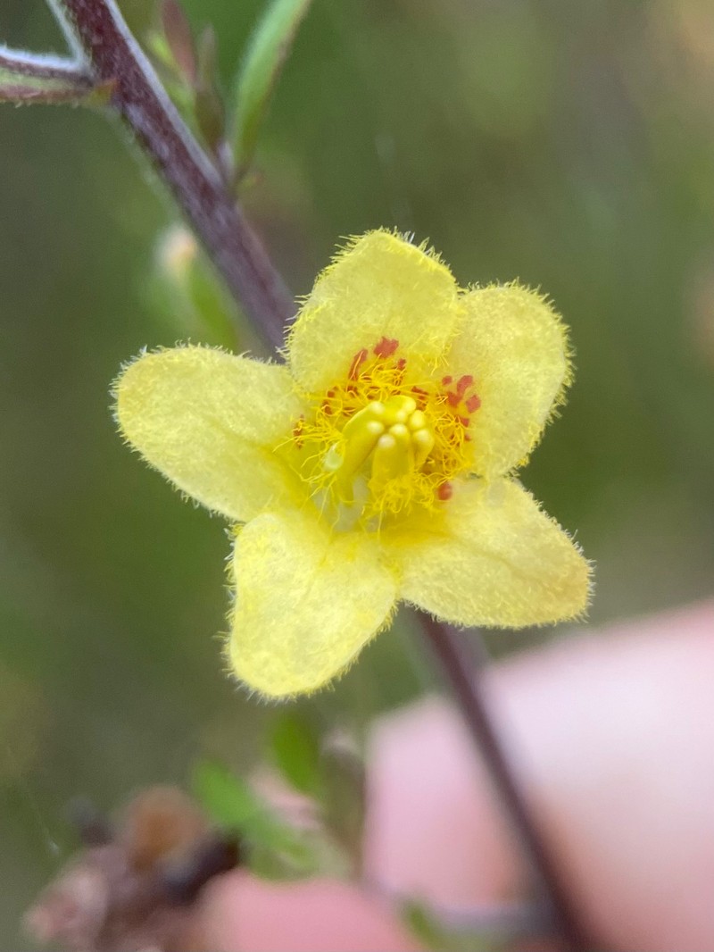 Seymeria pectinata subsp. pectinata