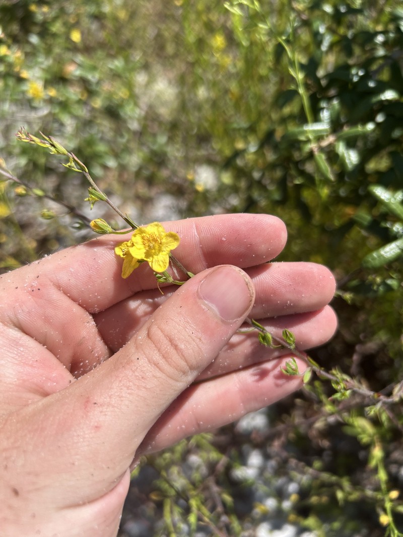 Seymeria pectinata subsp. pectinata photo 2
