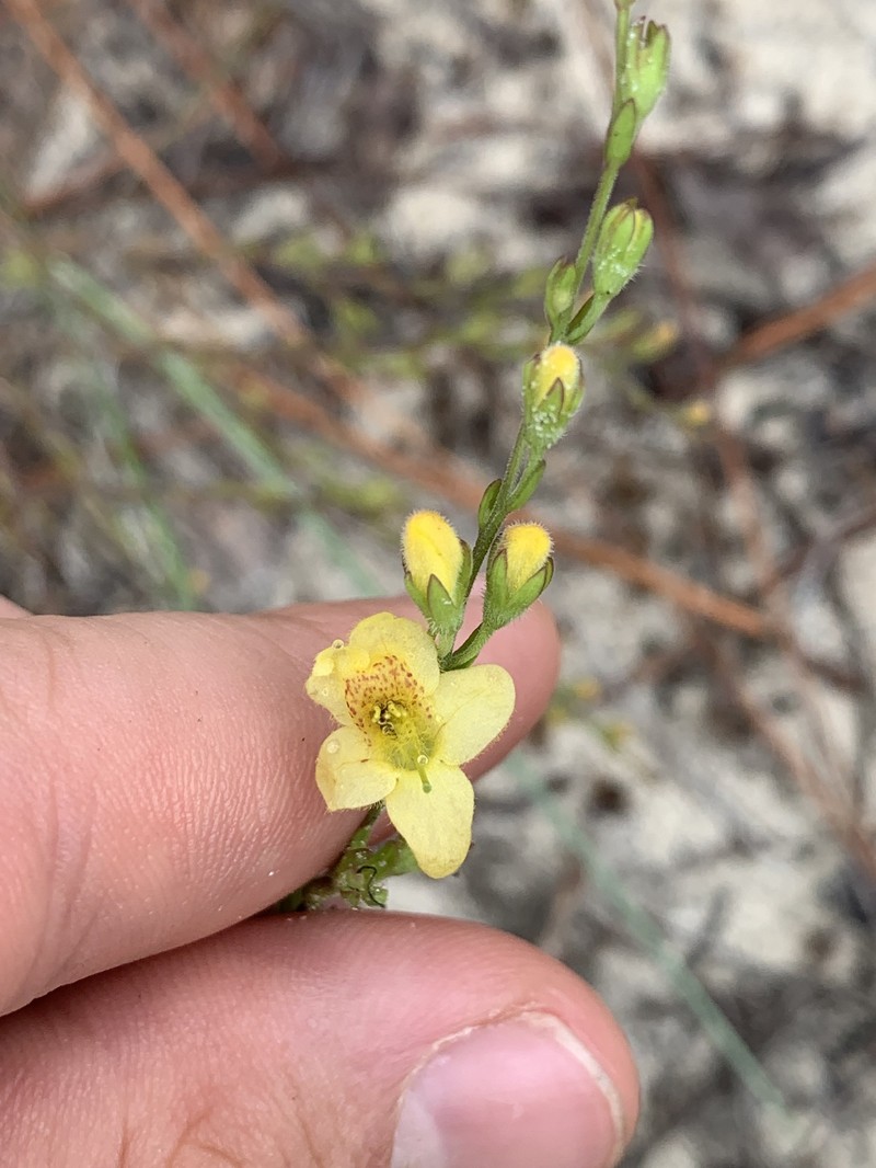 Seymeria pectinata subsp. pectinata photo 3