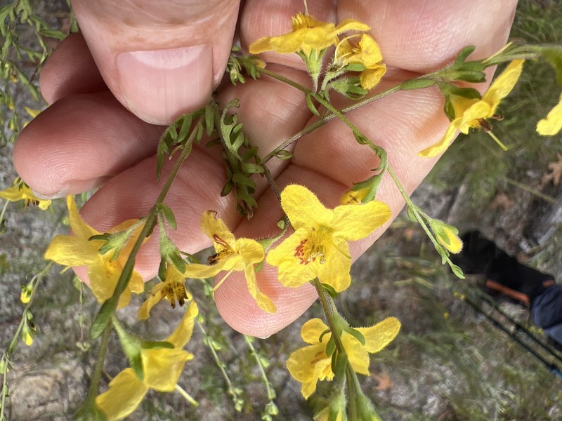 Seymeria pectinata subsp. pectinata photo 4