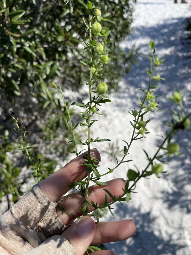 Seymeria pectinata subsp. pectinata photo 5