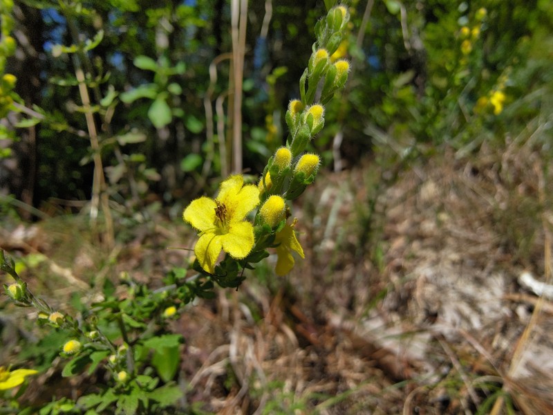 Seymeria pectinata subsp. pectinata photo 6