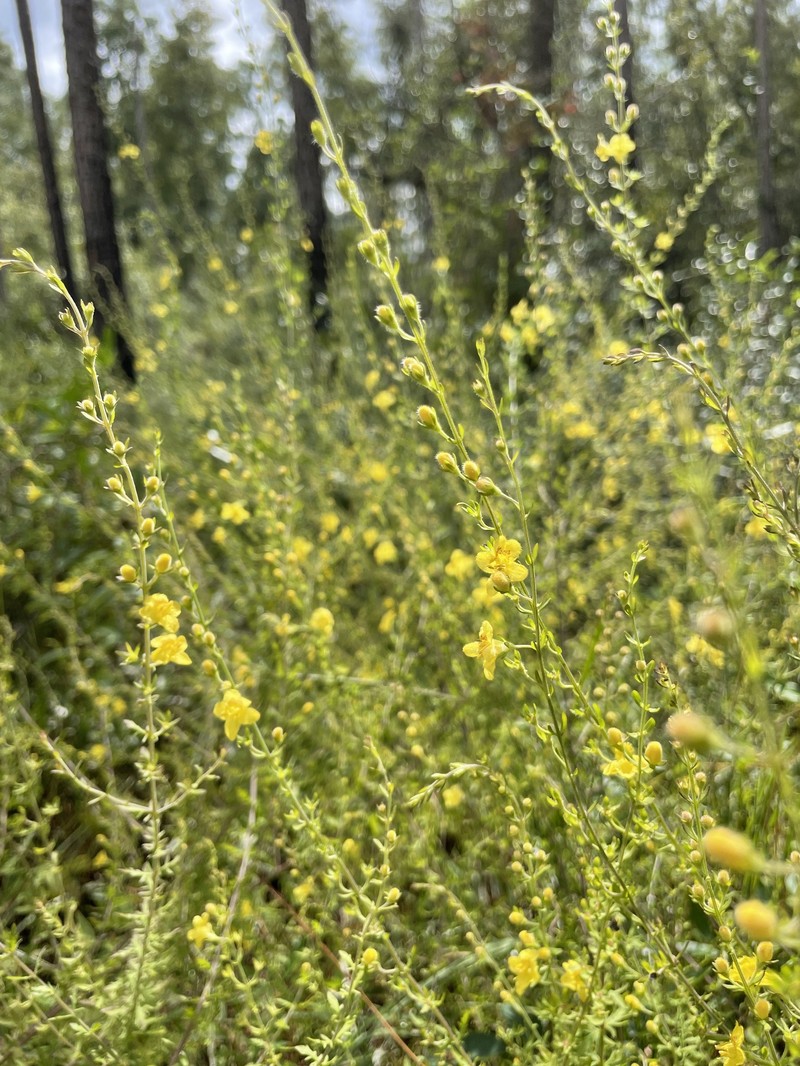 Seymeria pectinata subsp. pectinata photo 7