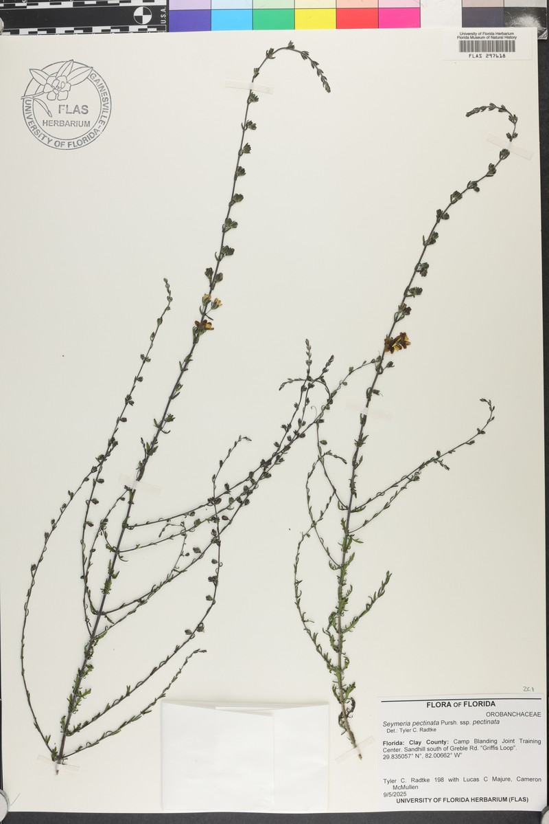 Seymeria pectinata subsp. pectinata photo 8