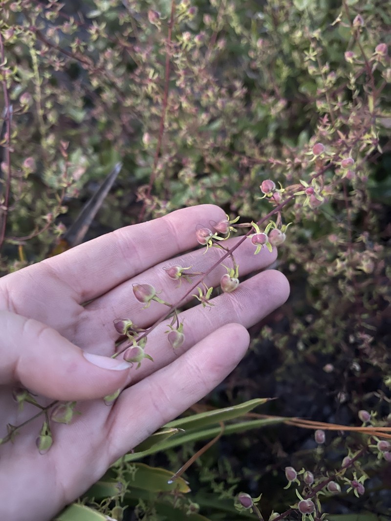 Seymeria pectinata subsp. peninsularis