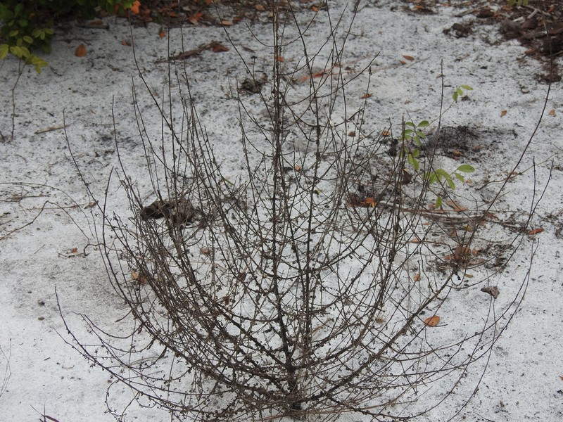 Seymeria pectinata subsp. peninsularis photo 2