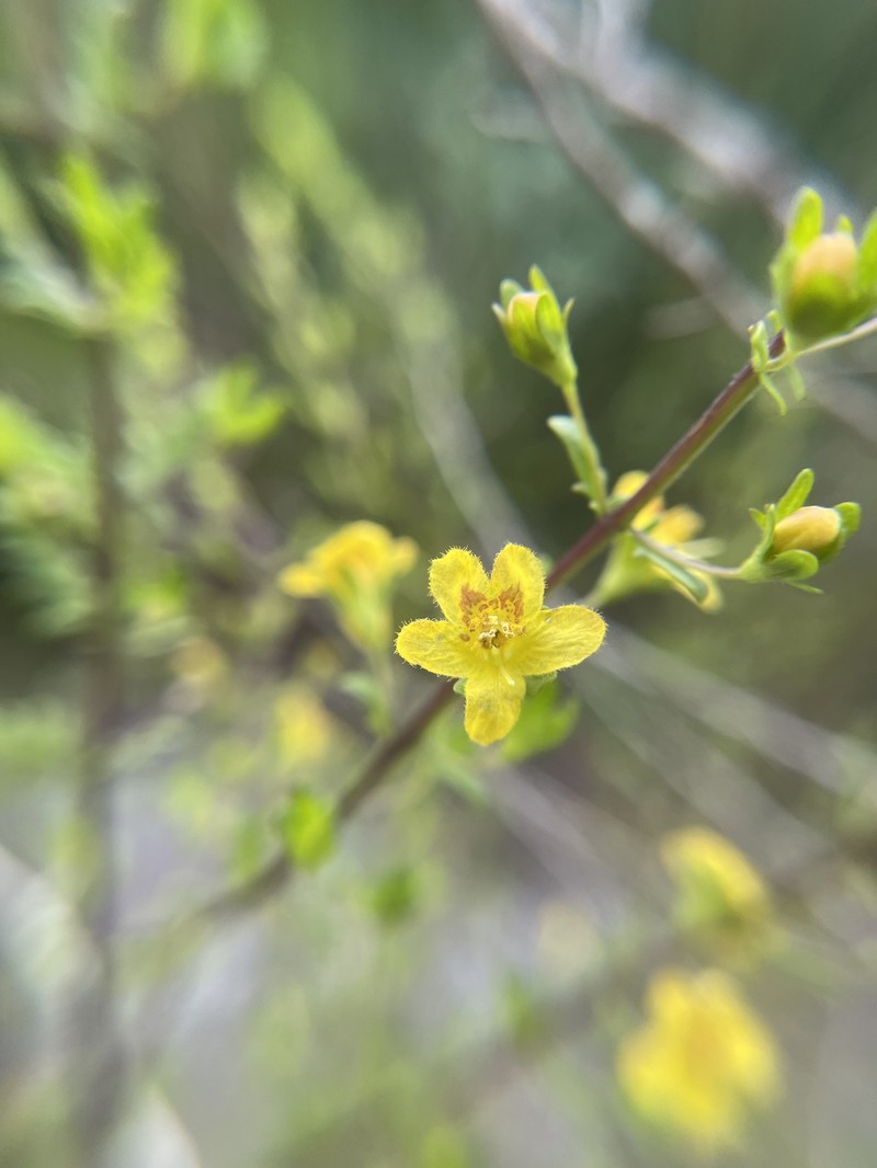 Seymeria pectinata subsp. peninsularis photo 3