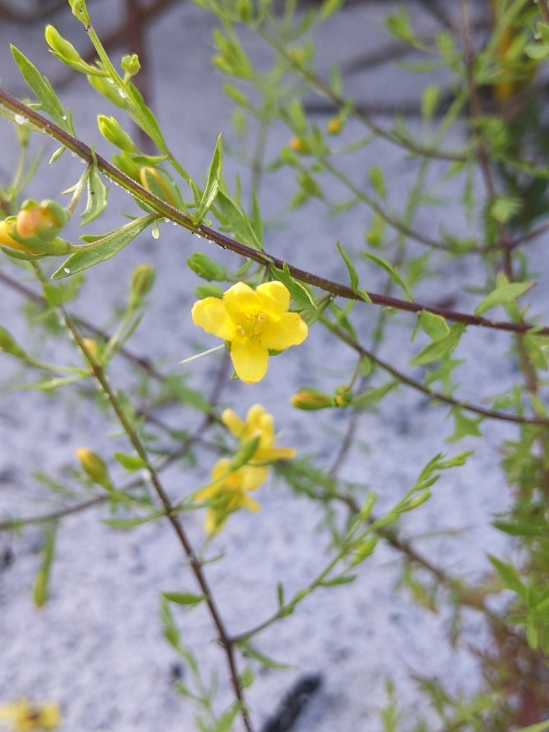 Seymeria pectinata subsp. peninsularis photo 4