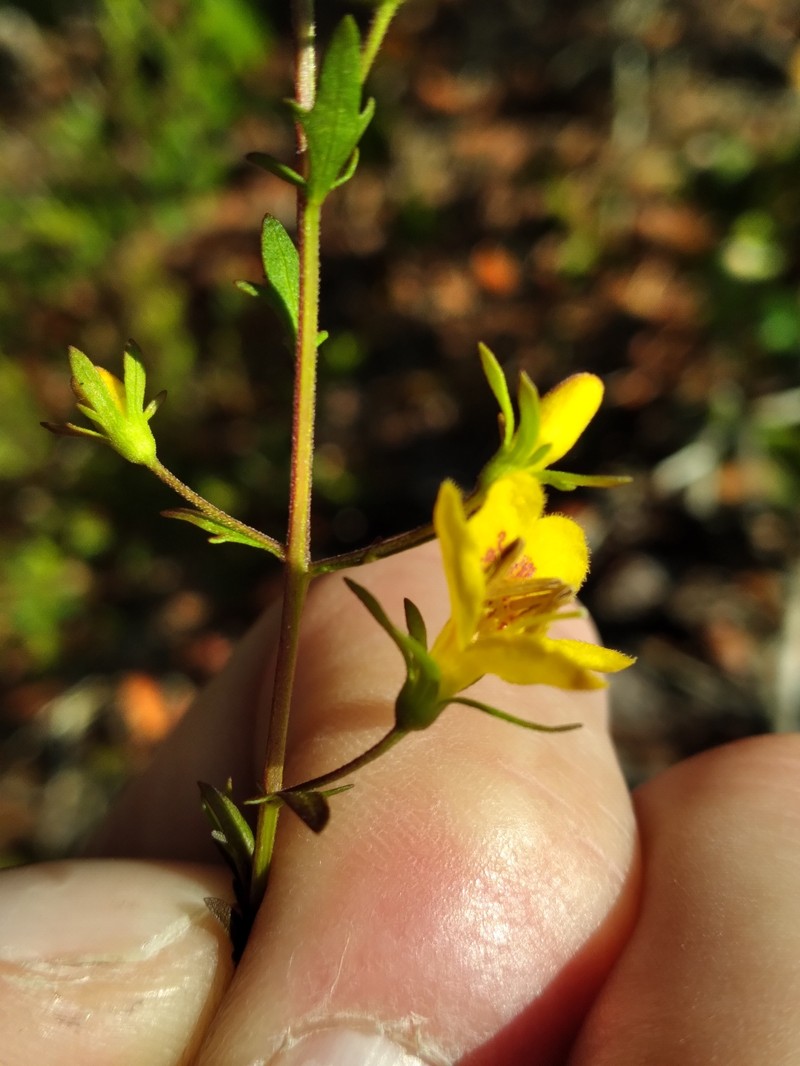 Seymeria pectinata subsp. peninsularis photo 5