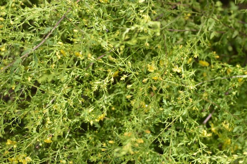 Seymeria pectinata subsp. peninsularis photo 6