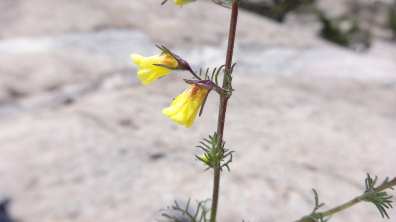 Limpia Blacksenna