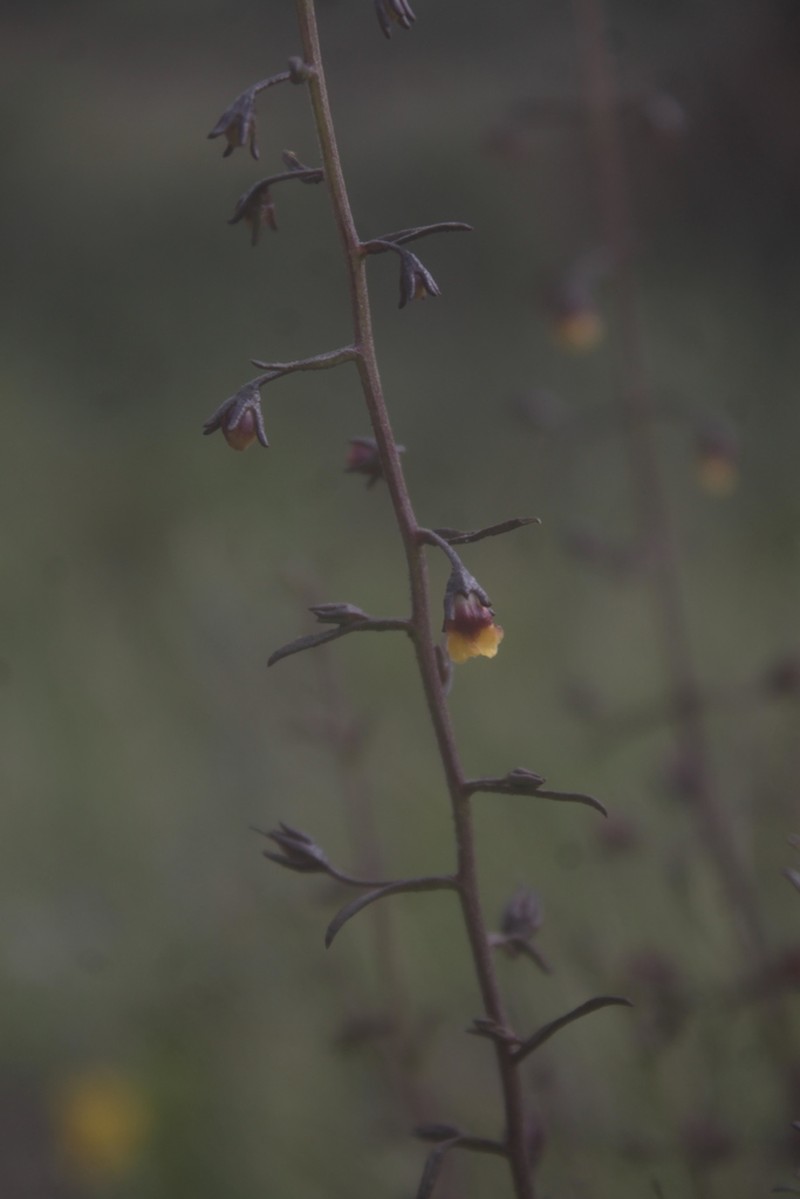 Limpia Blacksenna photo 6
