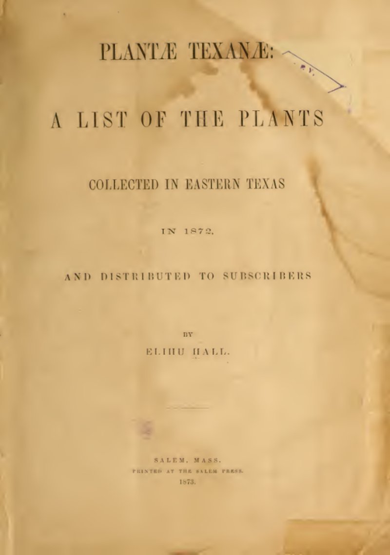 Texas Blacksenna