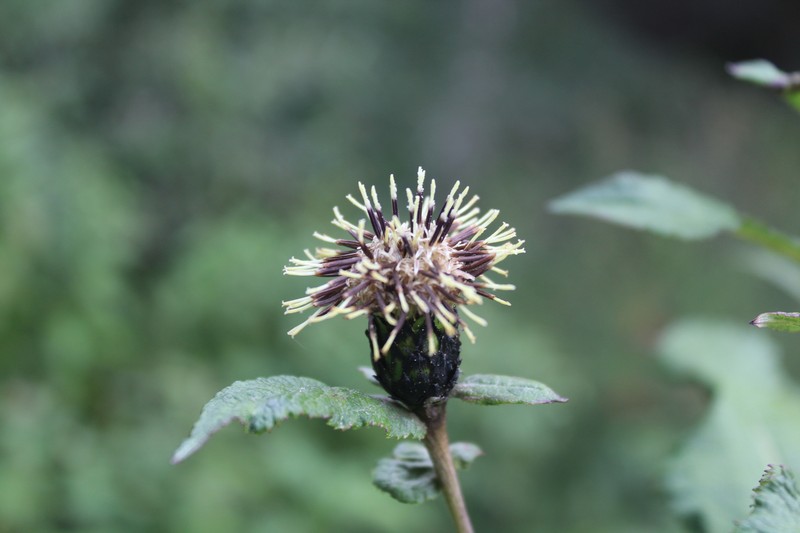 Shangwua denticulata var. denticulata