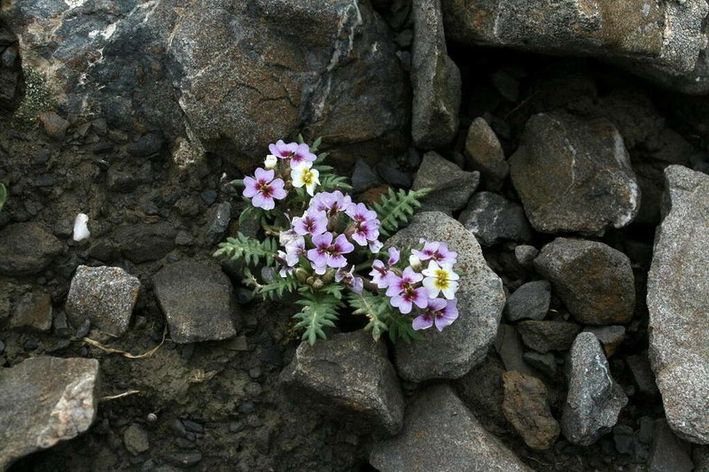 Shehbazia tibetica
