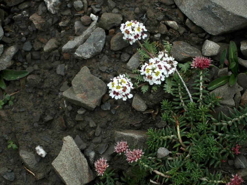 Shehbazia tibetica photo 2