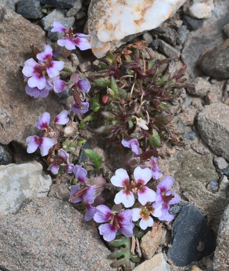 Shehbazia tibetica photo 3