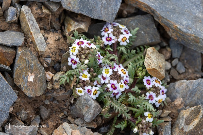 Shehbazia tibetica photo 4