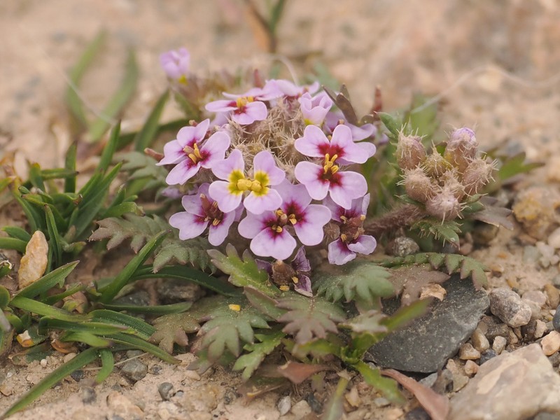 Shehbazia tibetica photo 5