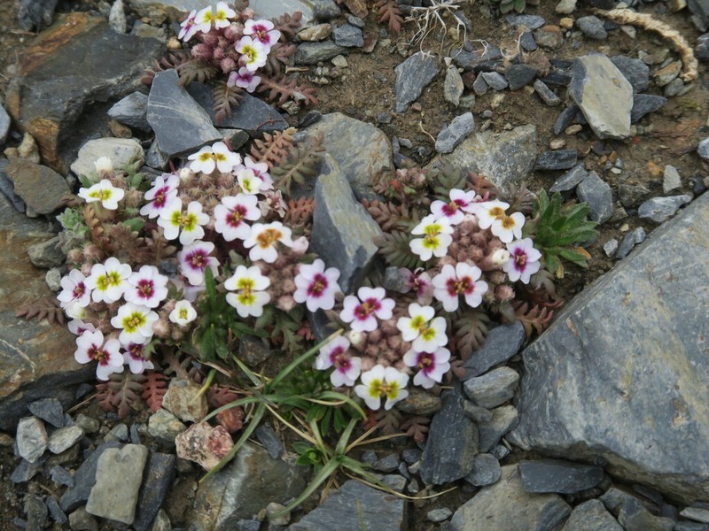 Shehbazia tibetica photo 6