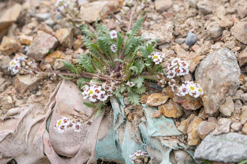Shehbazia tibetica photo 7