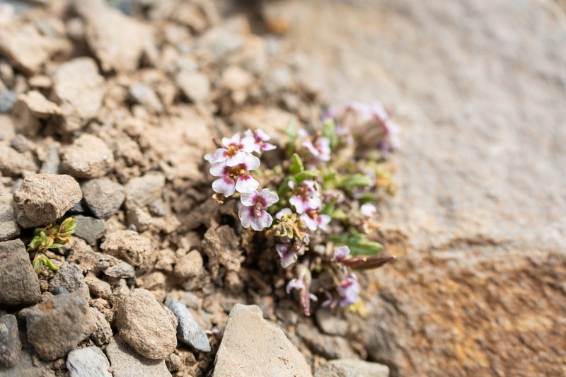 Shehbazia tibetica photo 8